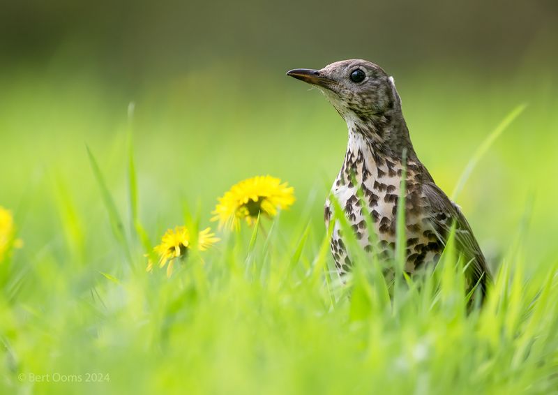 Mistle thrush PSTLR 1457