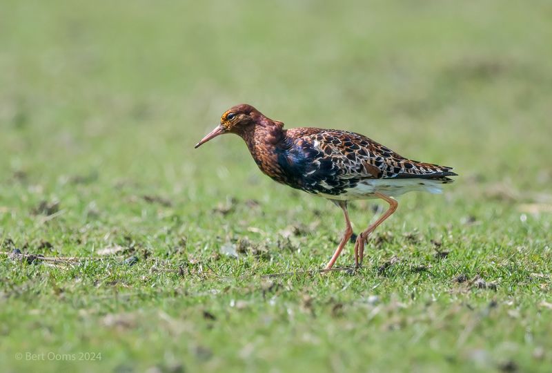 Ruff - Kemphaan PSTLR 2382