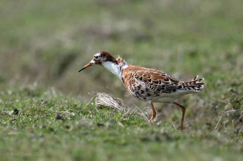 Ruff - Kemphaan TLR 2399