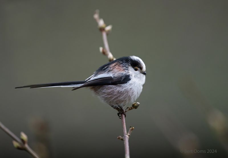 Long-tailed Tit KPSTLR 0382