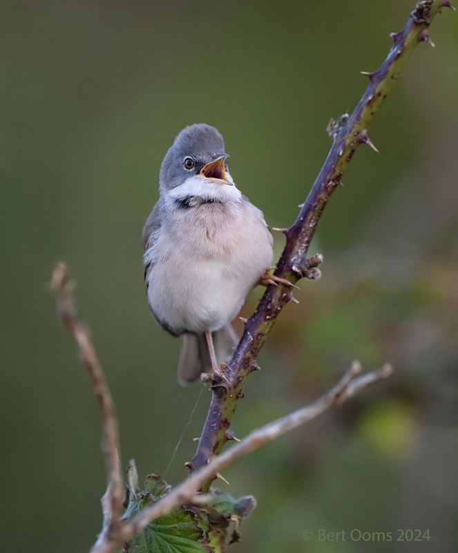Common whitethroat - Grasmus KPSTLR 2465