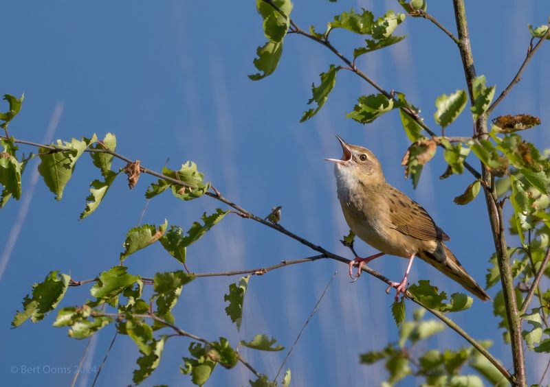 grasshopper warbler - Sprinkhaanzanger PSTLR1958