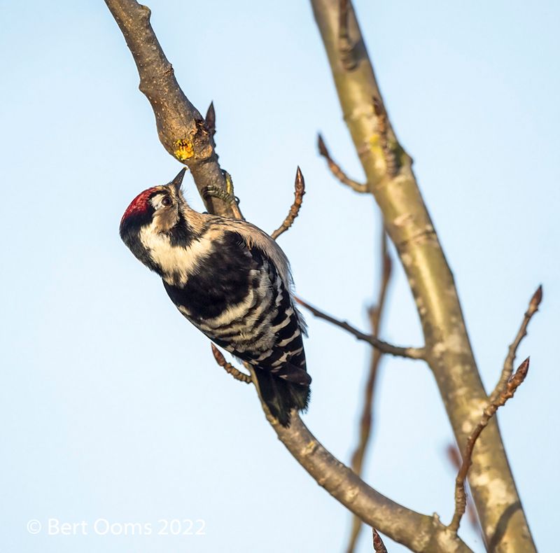 lesser spotted woodpecker_Kleine bonte specht KPSLRT 3602.jpg