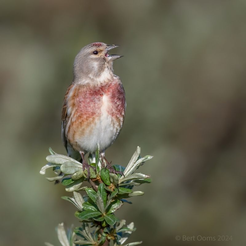 Common Linnet - Kneu PSTLR 2716