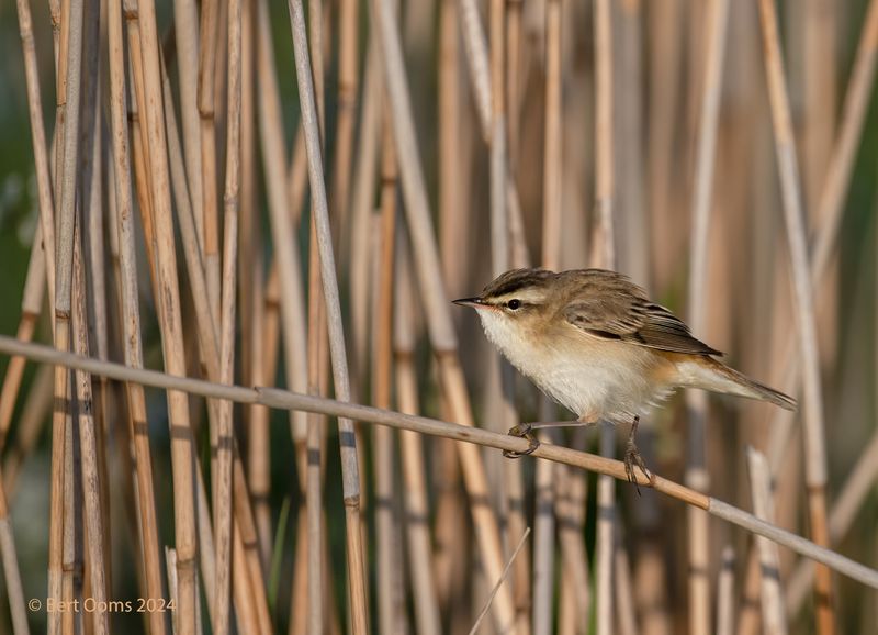 Sedge warbler - Rietzanger PSTLR 3220