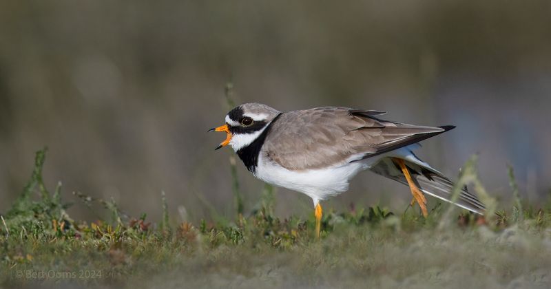 Ringed plover - Bontbekplevier KPSTLR 3175
