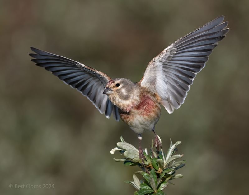 Common Linnet - Kneu KPSTLR 2723