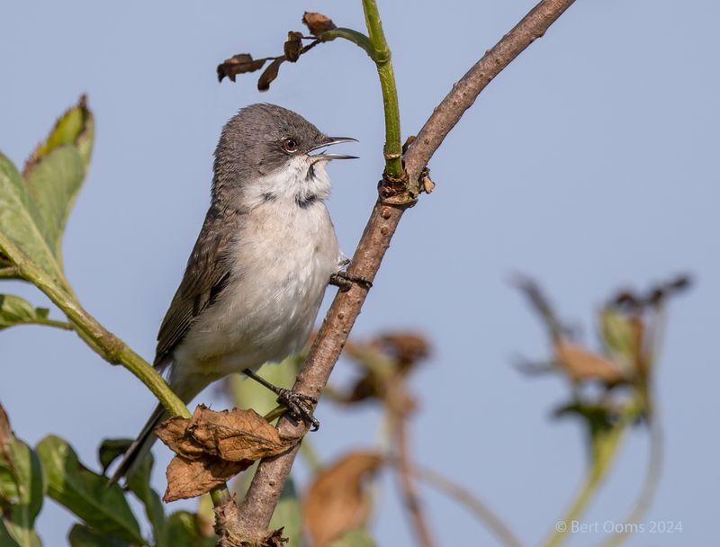lesser whitethroat - Braamsluiper KPSTLR3041