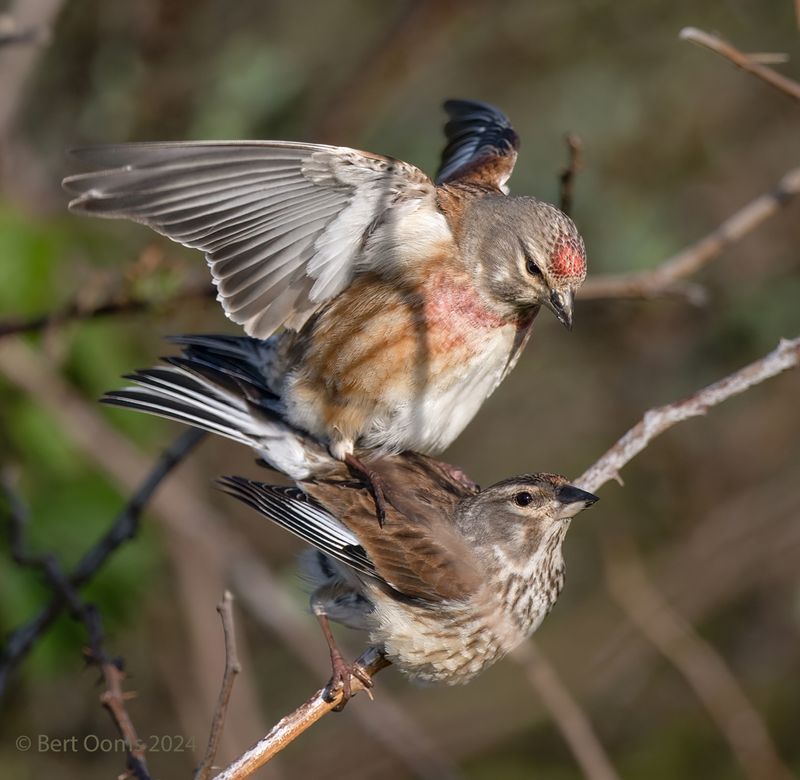 Linnet - Kneu PSTLR 2799