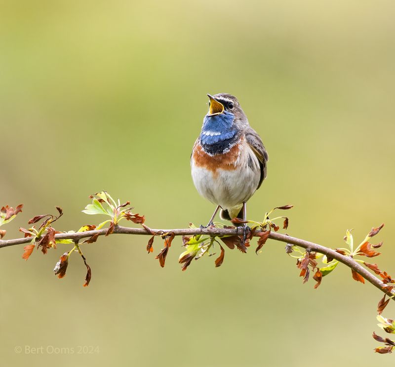 Bluethroat - Blauwborst PSTLR 5115
