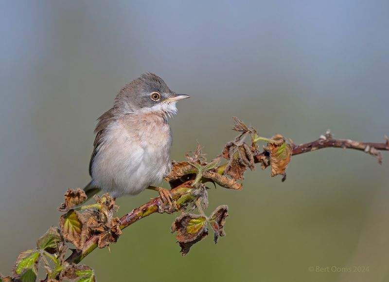 Common whitethrout - Grasmus PSTLR 2893