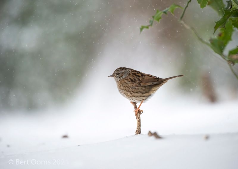 Dunnock - Heggemus PSLRT 6383