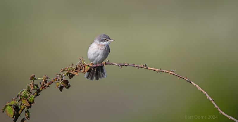 Common whitethrouth - Grasmus PSTLR 3054