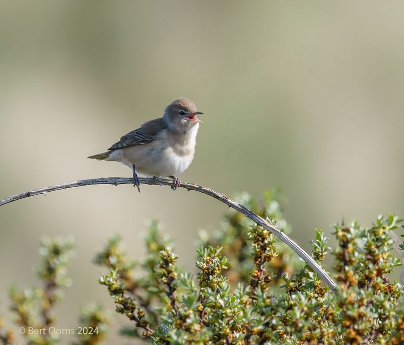 Garden warbler - Tuinfluiter PSTLR 4841