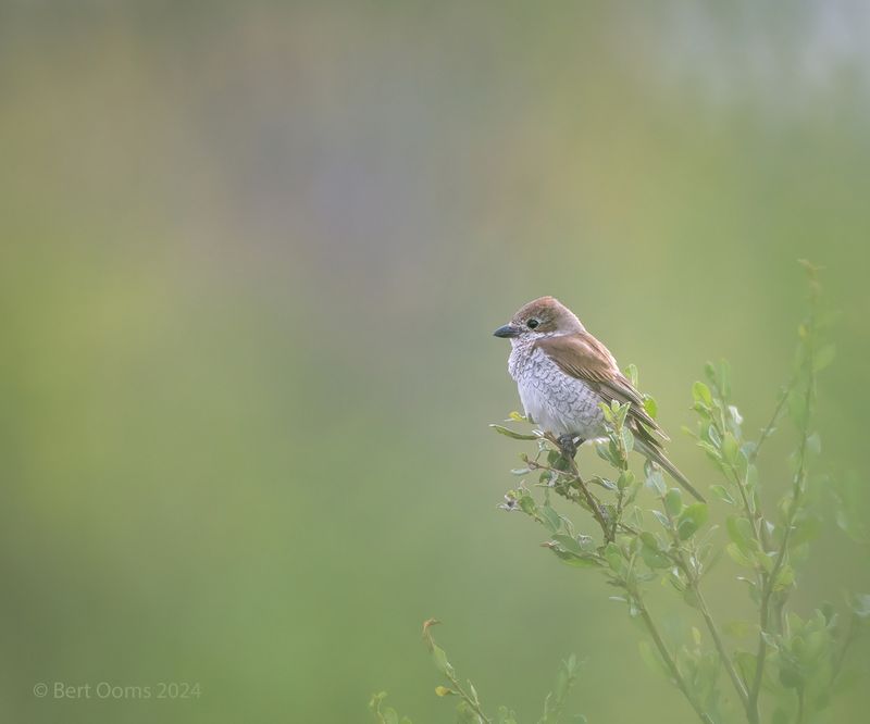 red-backed shrike- Grauwe klauwier PSTLR 9824