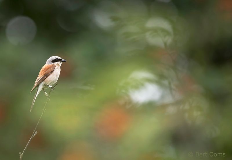 Red-backed shrike PSLR-8381
