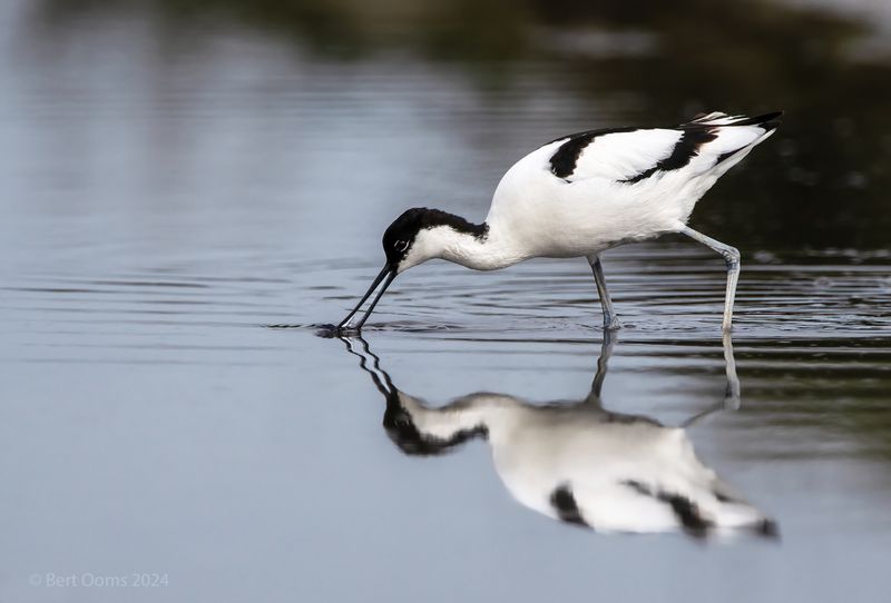 Avocet - Kluut PSTLR 5476