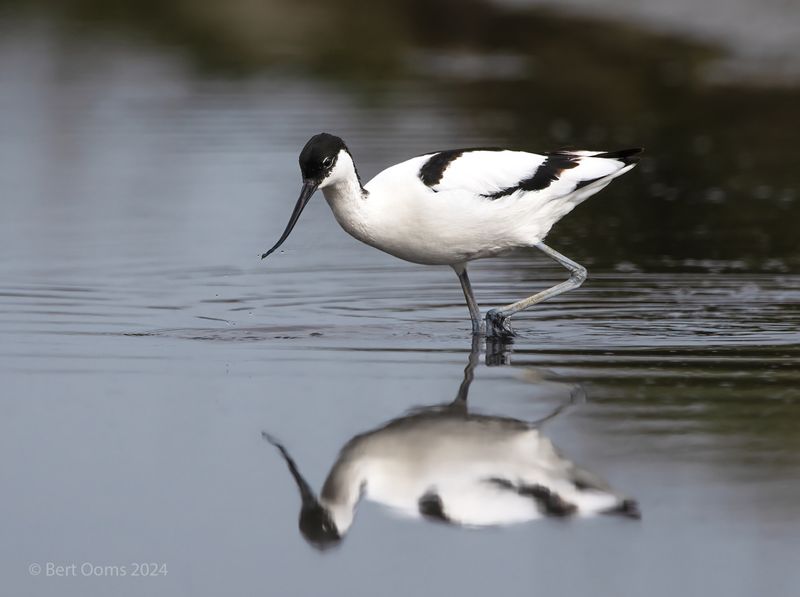 Avocet - Kluut PSTLR 5477