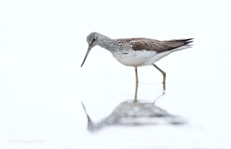 Common greenshank - Groenpootruiter KPSTLR 5415