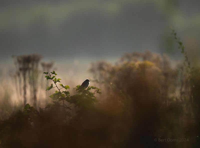 Red-backed shrike - Grauwe klauwier KPSTLR 0179