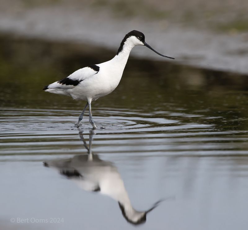 Avocet - Kluut PSTLR 5508