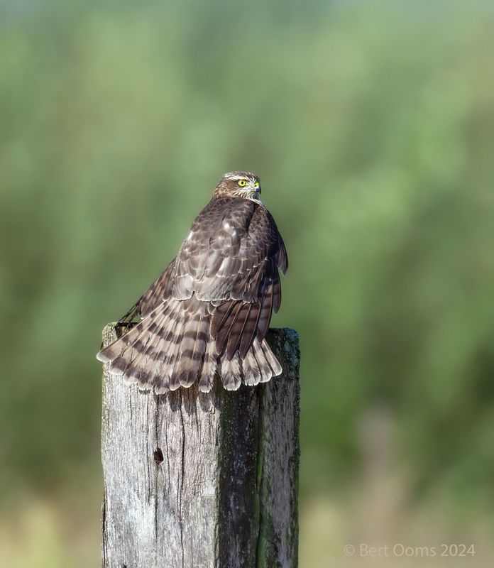 Sparrowhawk - Sperwer PSTLR 0273