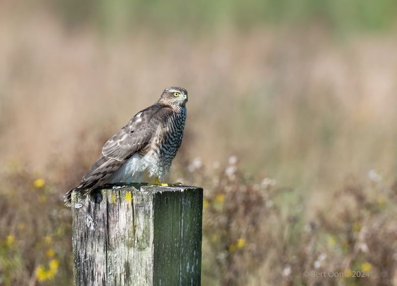 Sparrowhawk - Sperwer KPSTLR 0291