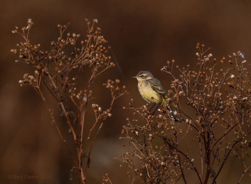 Yellow wagtail - Gele kwikstaart PSTLR 0214