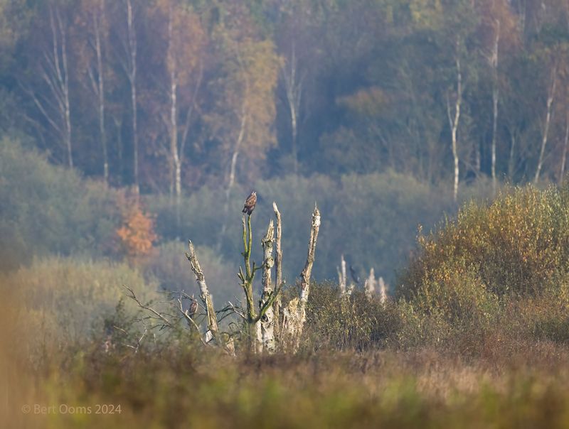 Common buzzard - Buizerd PSLRT 1001