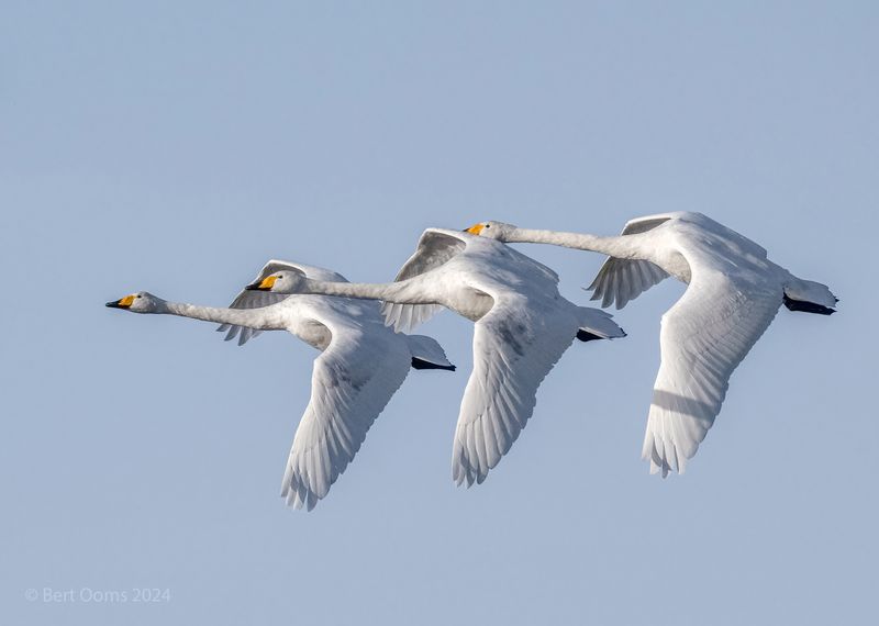 Whooper Swan - Wilde Zwaan