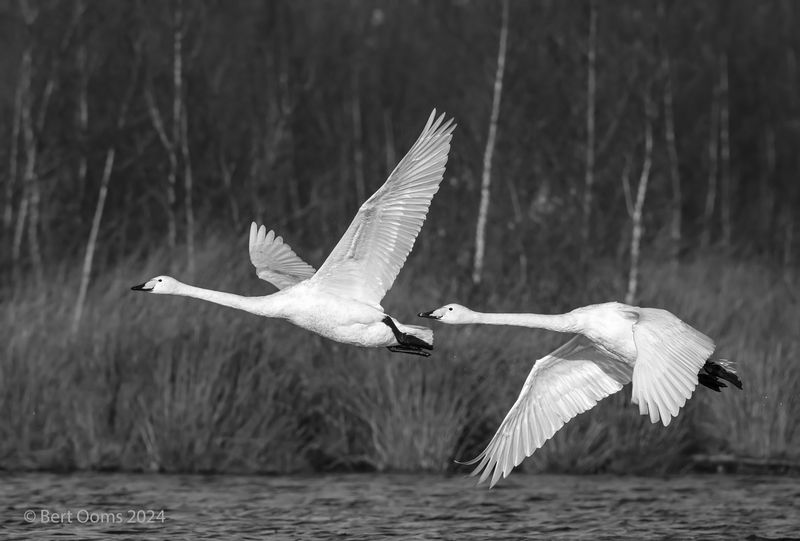 Wooper swan - Wilde zwaan PSLRT 1089