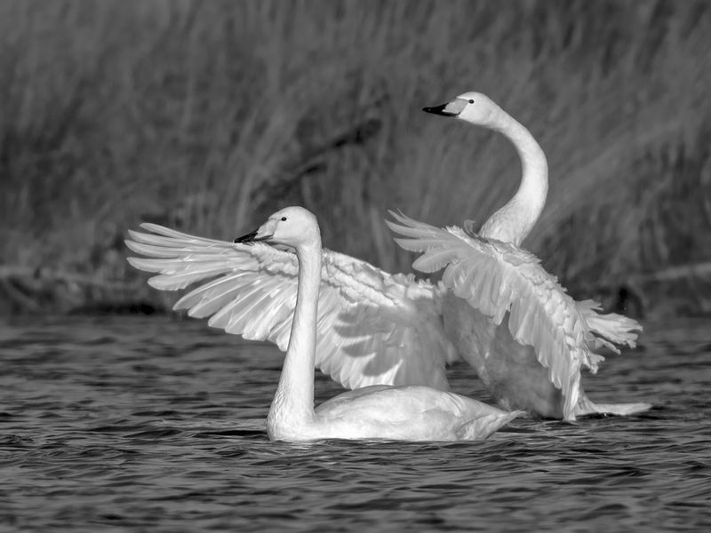 Whooper swan - Wilde zwaan PSLRT 1074