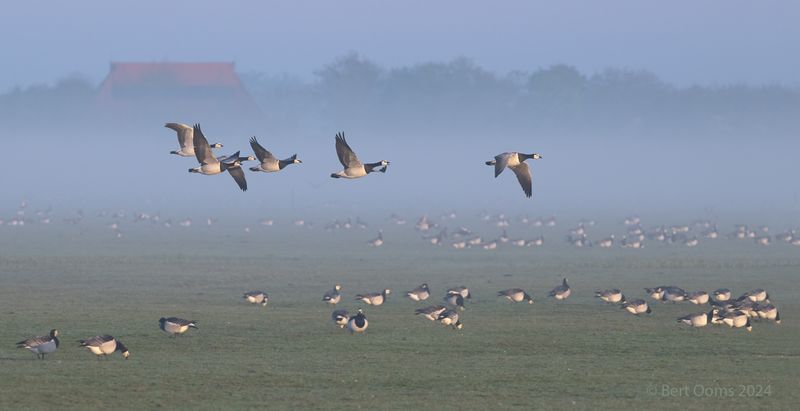 Barnacle goose - Brandgans KPSLRT 5902