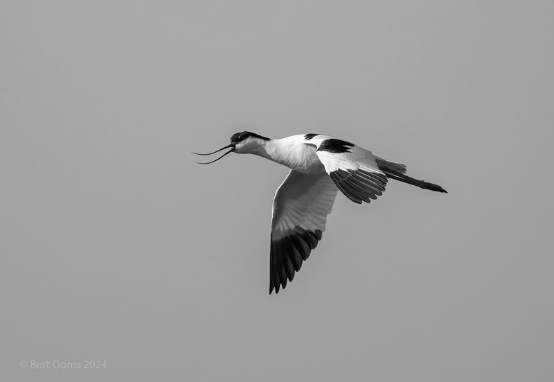 Avocet - Kluut PSLRT 6182