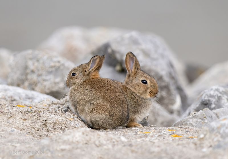 European rabbit - Konijn KPSLRT 6300
