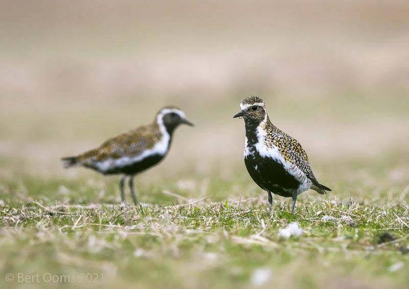 European golden plover - Goudplevier KPSLRT 9815