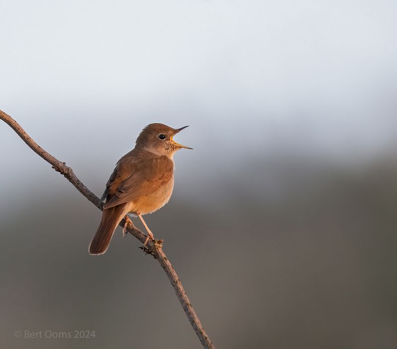 Nightingale - Nachtegaal KPSTLR 4224
