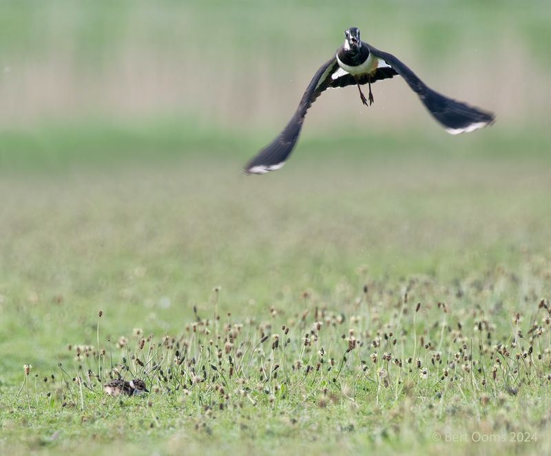 Northern lapwing - kievit KPSLRT 6539-2
