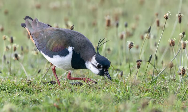 Northern lapwing - Kievit PSLRT 6544