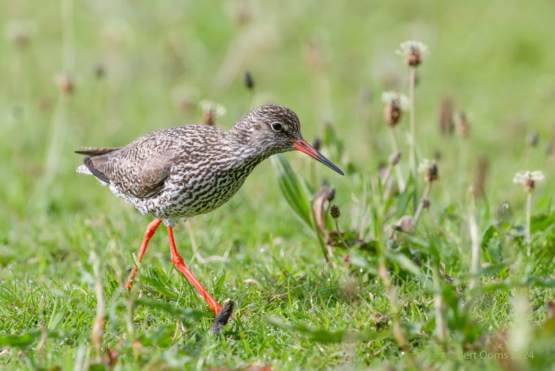 Redshank - Tureluur PSLRT 6584