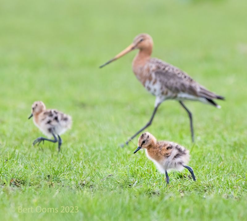 Black-tailed godwit LRT -1796