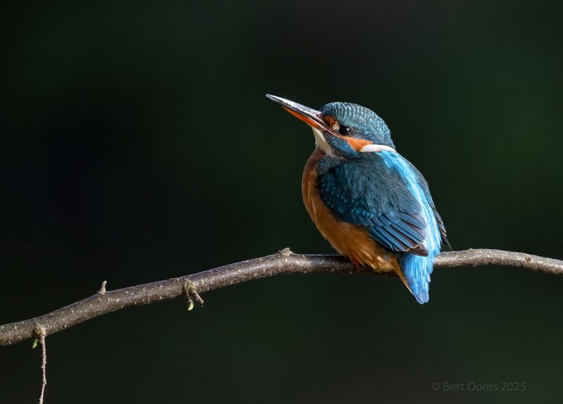 Common kingfisher - IJsvogel KPSLR 1354