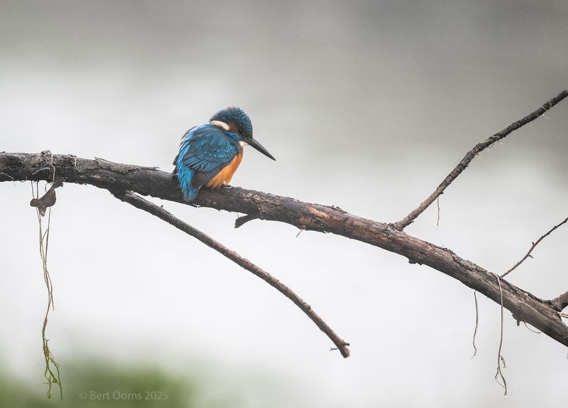 Common kingfisher - IJsvogel PSLRT 1269