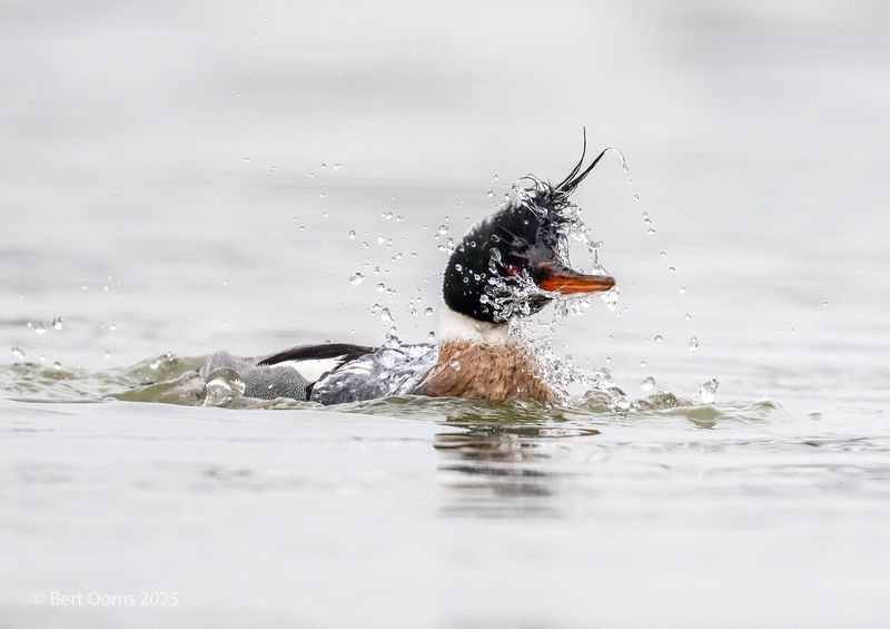 Red-breasted merganser - Middelste zaagbek PsLRT 2360