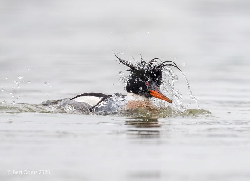 red-breasted merganser - Middelste zaagbek PsLRT 2359