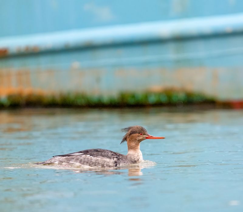 Red-breasted merganser - Middelste zaagbek PSLRT 2421