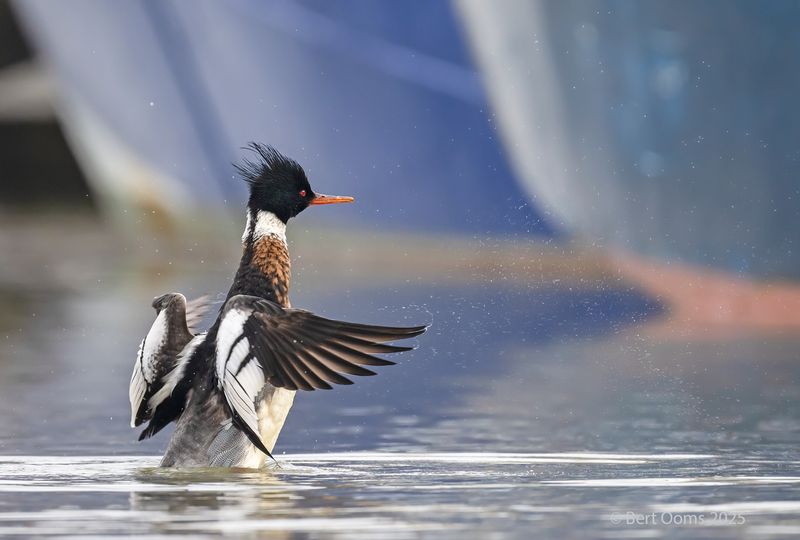 Red-breasted merganser - middelste zaagbek PSLRT 2146