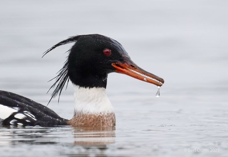 Red-breasted merganser - middelste zaagbek PSLRT 2186