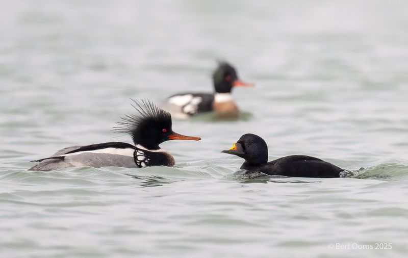 common scoter - Zwarte zee-eend PSLRT 1913