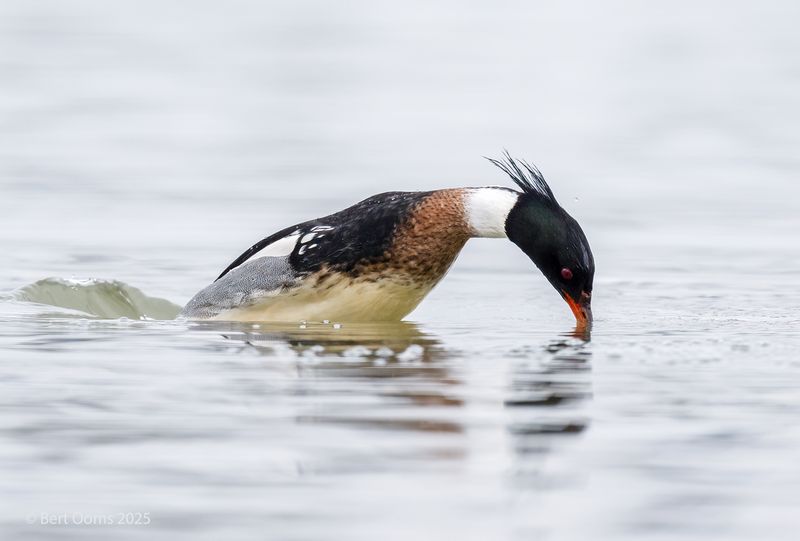 Red-breasted merganser - middelste zaagbek PSLRT 2189